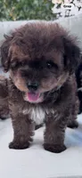 Teddy , a male Yorkipoo for sale in Hopkinsville, KY – 2 of 8