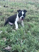 Pablo, a male Boston Terrier for sale in Hopkinsville, KY – 4 of 6