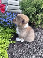 Sandy, a female Pembroke Welsh Corgi for sale in Hopkinsville, KY – 2 of 6
