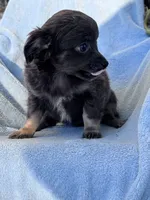 Bella, a female Chihuahua for sale in Hopkinsville, KY – 4 of 8