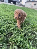 Ruby, a female Cavapoo for sale in Hopkinsville, KY – 6 of 6