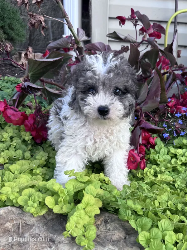 Precious – Yorkipoo puppy for sale in Hopkinsville, KY