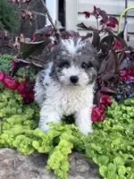 Precious, a female Yorkipoo for sale in Hopkinsville, KY – 1 of 5