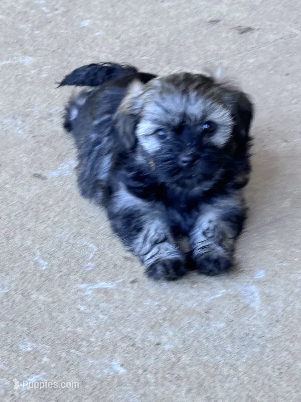Rico – Havanese puppy for sale in Hopkinsville, KY