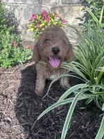 Copper, a male Poodle - Miniature  for sale in Hopkinsville, KY – 2 of 6