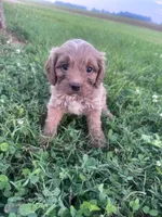 Teddy, a male Cavapoo for sale in Hopkinsville, KY – 4 of 7