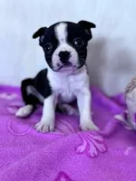 Oreo, a male Boston Terrier for sale in Hopkinsville, KY – Photo 1 of 4