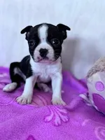 Oreo, a male Boston Terrier for sale in Hopkinsville, KY – Photo 3 of 4