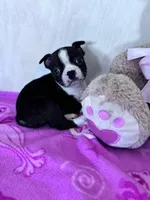 Oreo, a male Boston Terrier for sale in Hopkinsville, KY – Photo 4 of 4