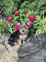 Peanut, a male Yorkshire Terrier for sale in Hopkinsville, KY – 2 of 8