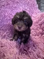 Bentley , a male Yorkipoo for sale in Hopkinsville, KY – Photo 4 of 4
