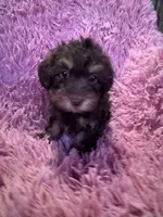 Bentley , a male Yorkipoo for sale in Hopkinsville, KY – Photo 3 of 4