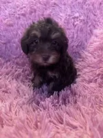 Bentley , a male Yorkipoo for sale in Hopkinsville, KY – Photo 2 of 4