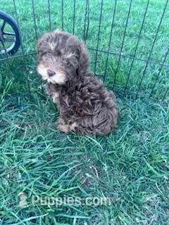 Bentley  – Yorkipoo puppy for sale in Hopkinsville, KY
