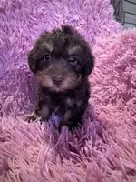 Bentley , a male Yorkipoo for sale in Hopkinsville, KY – Photo 1 of 4