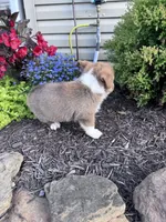 Sandy, a female Pembroke Welsh Corgi for sale in Hopkinsville, KY – 4 of 6