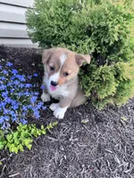 Sandy, a female Pembroke Welsh Corgi for sale in Hopkinsville, KY – 6 of 6