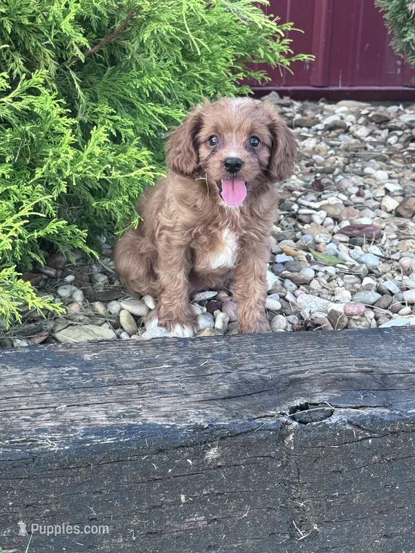 Harley  – Cavapoo puppy for sale in Hopkinsville, KY