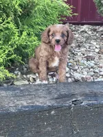 Harley , a female Cavapoo for sale in Hopkinsville, KY – 1 of 5