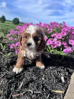 Charlie, a male Cavapoo for sale in Hopkinsville, KY – 3 of 6