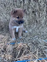Kai, a female Shiba Inu for sale in Hopkinsville, KY – 2 of 5