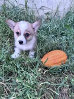 Brownie, a male Pembroke Welsh Corgi for sale in Hopkinsville, KY – 2 of 6