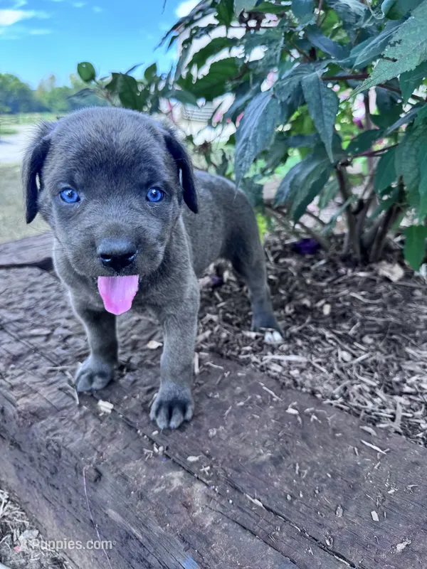 Lucy – Cane Corso puppy for sale in Hopkinsville, KY