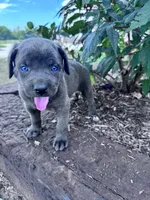Lucy, a female Cane Corso for sale in Hopkinsville, KY – 1 of 5