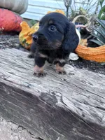 Frankie , a male Miniature Dachshund for sale in Hopkinsville, KY – 2 of 6