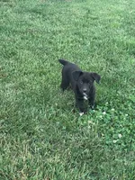 Oreo, a female Pembroke Welsh Corgi for sale in Hopkinsville, KY – 3 of 5