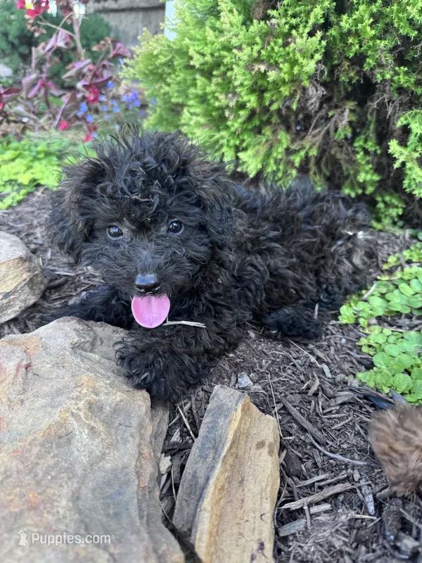 Vegas – Yorkipoo puppy for sale in Hopkinsville, KY