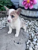 Molly, a female Pembroke Welsh Corgi for sale in Hopkinsville, KY – Photo 3 of 6