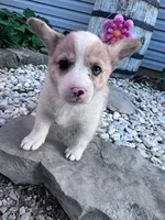 Molly, a female Pembroke Welsh Corgi for sale in Hopkinsville, KY – Photo 6 of 6