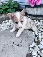 Molly, a female Pembroke Welsh Corgi for sale in Hopkinsville, KY – Photo 2 of 6