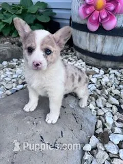 Molly, a female Pembroke Welsh Corgi for sale in Hopkinsville, KY – Photo 1 of 6