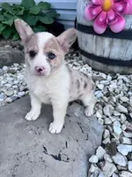 Molly, a female Pembroke Welsh Corgi for sale in Hopkinsville, KY – Photo 1 of 6