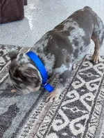 Boots , a male French Bulldog for sale in Hopkinsville, KY – 4 of 5