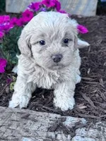 Sandy, a female Shihpoo for sale in Hopkinsville, KY – Photo 3 of 5