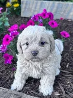 Sandy, a female Shihpoo for sale in Hopkinsville, KY – Photo 4 of 5