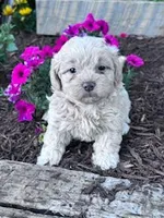 Sandy, a female Shihpoo for sale in Hopkinsville, KY – Photo 5 of 5