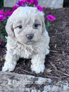 Sandy – Shihpoo puppy on hold in Hopkinsville, KY