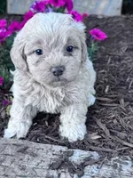 Sandy, a female Shihpoo for sale in Hopkinsville, KY – Photo 1 of 5