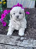 Sandy, a female Shihpoo for sale in Hopkinsville, KY – Photo 2 of 5