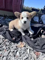 Dolly , a female Pembroke Welsh Corgi for sale in Hopkinsville, KY – 3 of 5