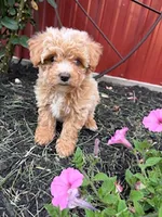 Gigi, a female Bichpoo for sale in Hopkinsville, KY – 2 of 4