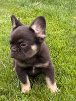 Dolly, a female French Bulldog for sale in Hopkinsville, KY – 5 of 8