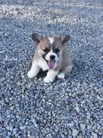 Winnie, a female Pembroke Welsh Corgi for sale in Hopkinsville, KY – 6 of 6
