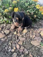 Ziggy, a male Yorkshire Terrier for sale in Hopkinsville, KY – 3 of 5