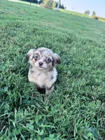 Teddy, a male Chihuahua for sale in Hopkinsville, KY – 5 of 7