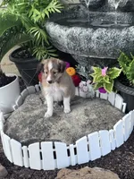 Clyde , a male Shetland Sheepdog for sale in Hopkinsville, KY – 1 of 7